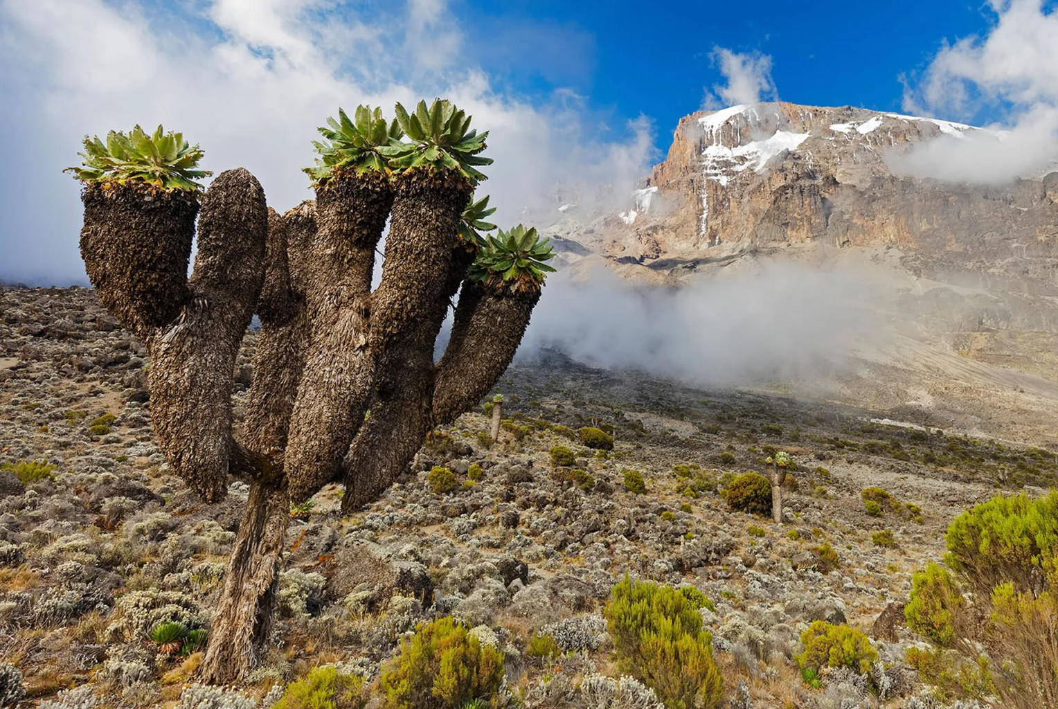 Giant groundsels beneath Mount Kilimanjaro on the eight-day Lemosho Route