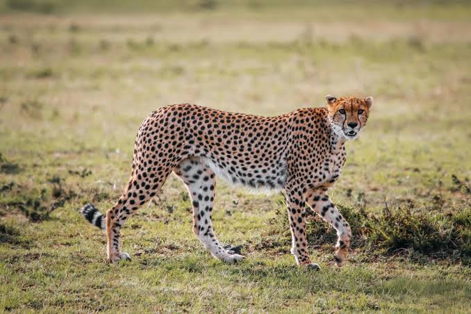 Cheetah walking across the Serengeti plains