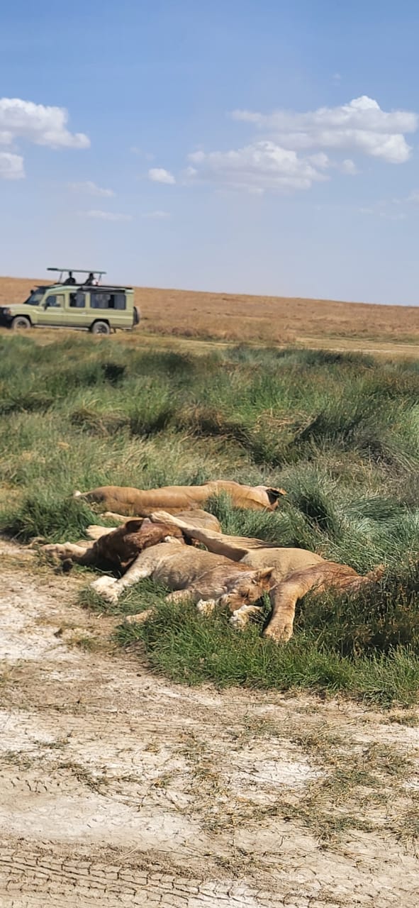 Lions resting on a Tanzania safari with a safari vehicle nearby