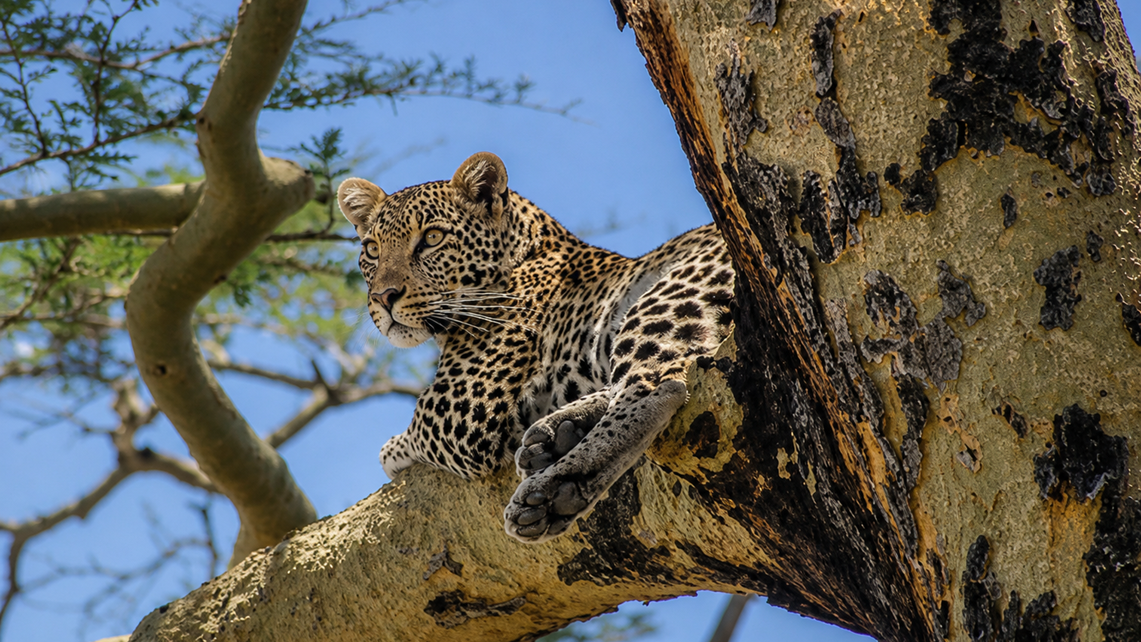 Leopard resting in a tree during a Tanzania camping safari